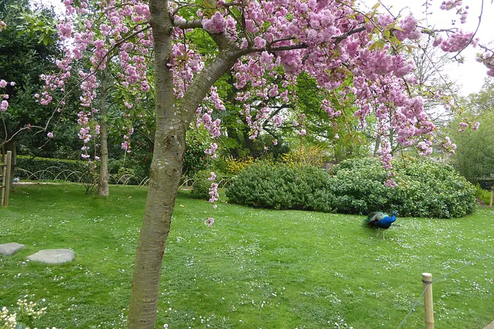 Kyoto Garden, Holland Park