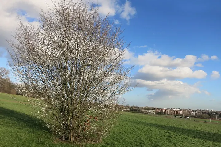 Parliament Hill
